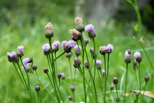 ＯＩＳＯの花